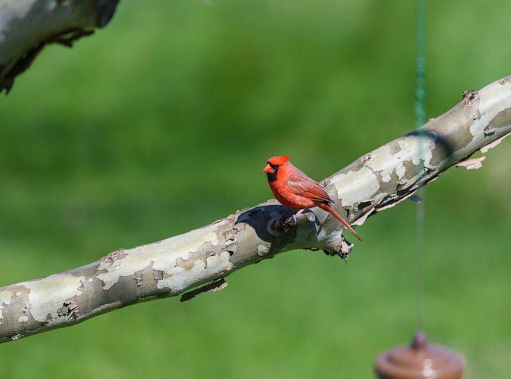 Backyard Guide Appcgarden