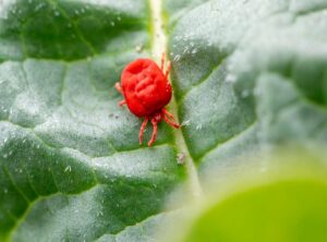 Pest Control Guide Appcgarden