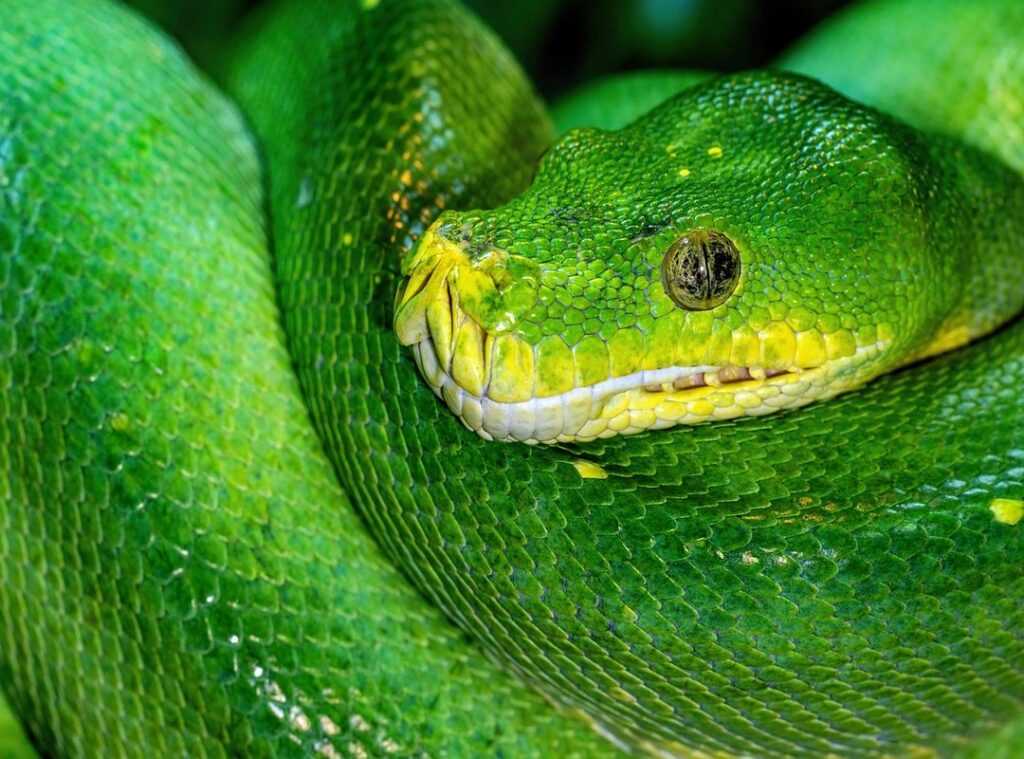 Python beginners guide