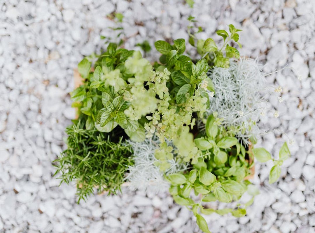 Should I Start a Herb Garden Appcgarden